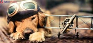 Vocabolario inglese per viaggiare con il cane